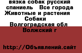 вязка собак русский спаниель - Все города Животные и растения » Собаки   . Волгоградская обл.,Волжский г.